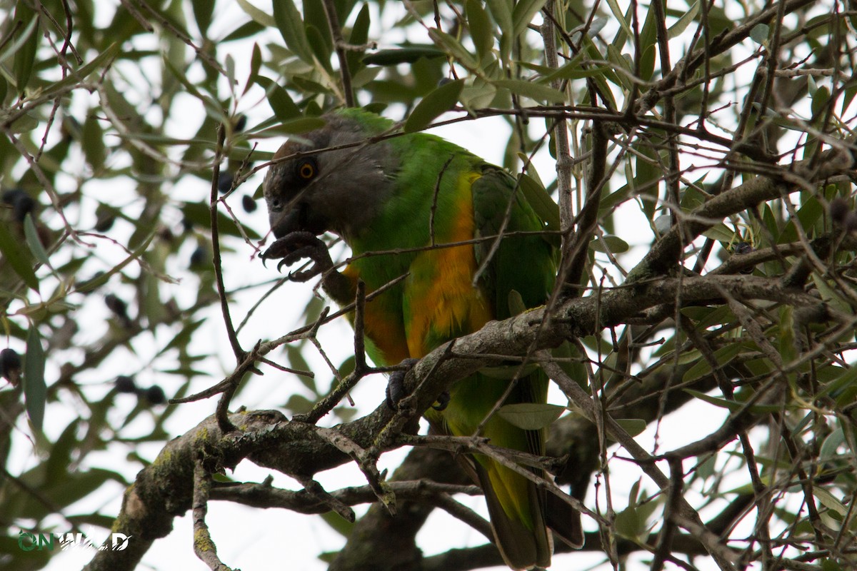 Senegal Parrot - ML378581621