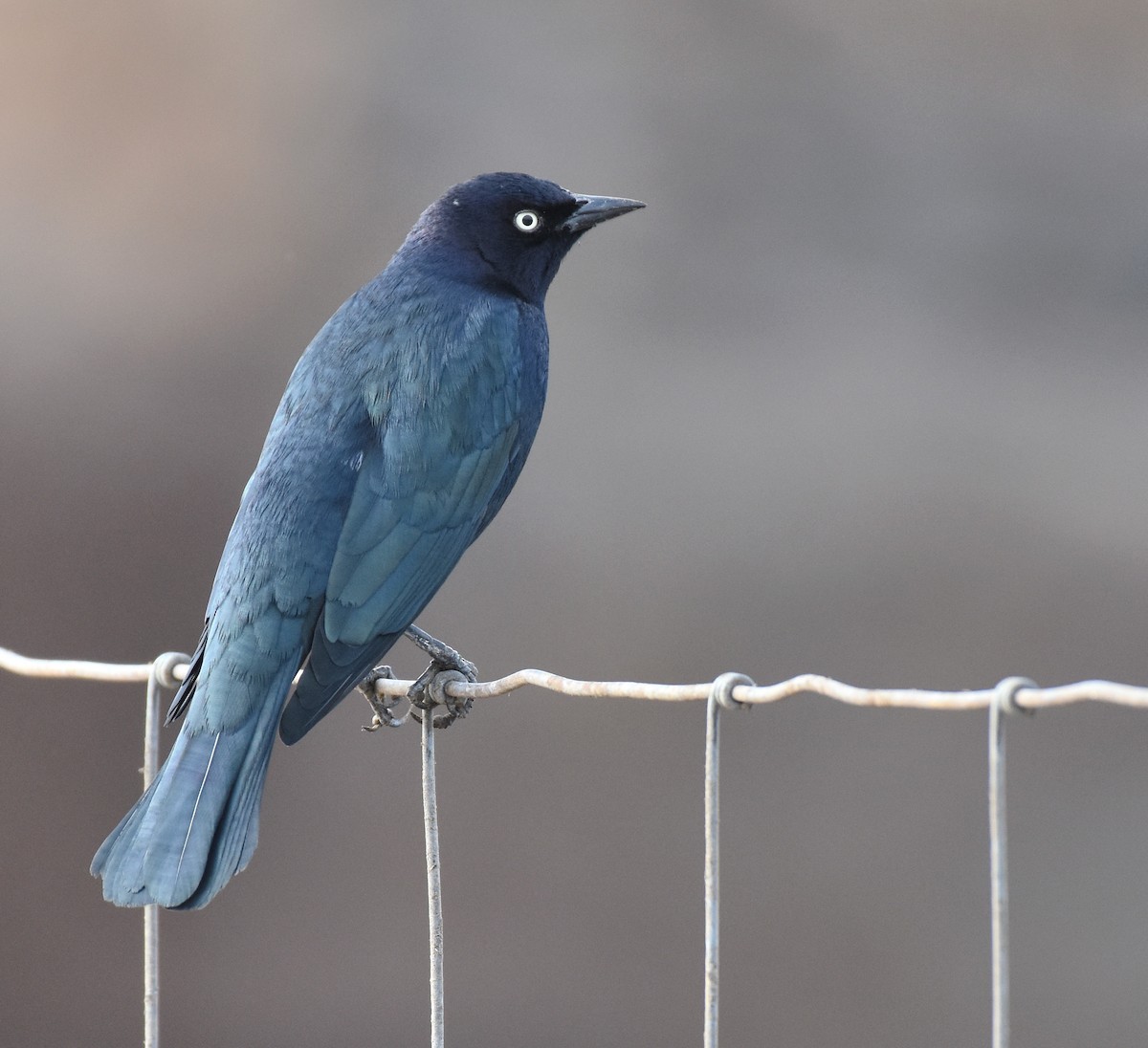 Brewer's Blackbird - ML378582611