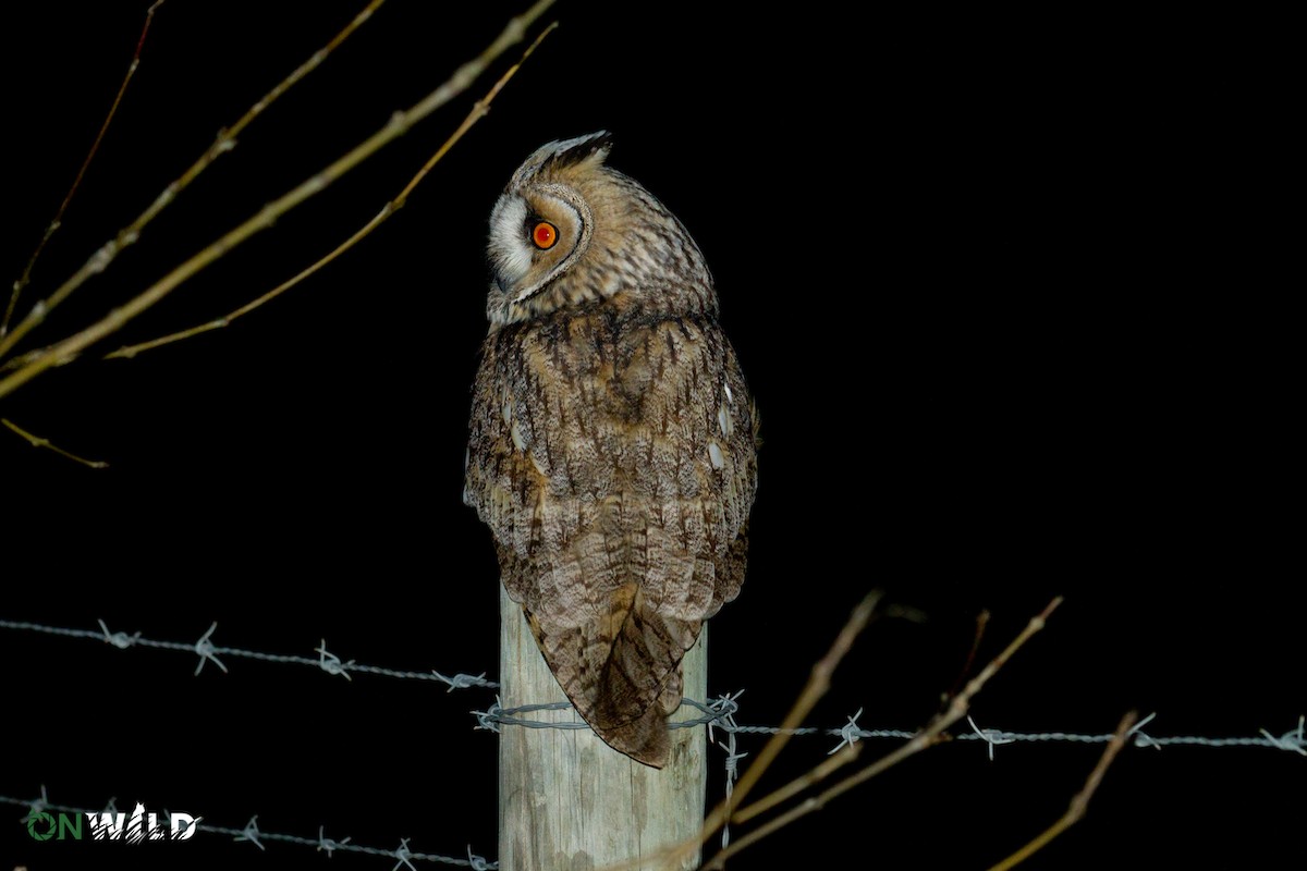 Long-eared Owl - ML378582671