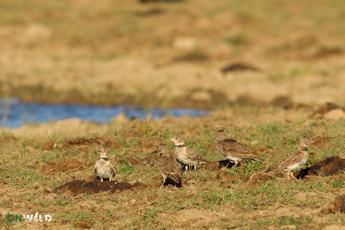 Calandra Lark - ML378583091