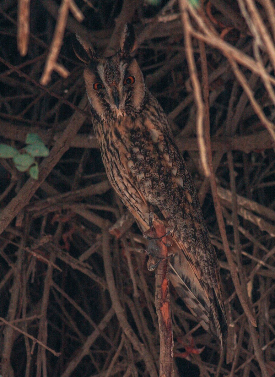 Long-eared Owl - Rei Segali