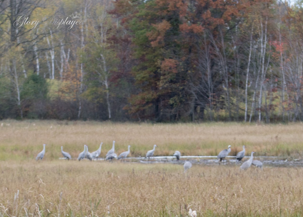 Sandhill Crane - ML378583841