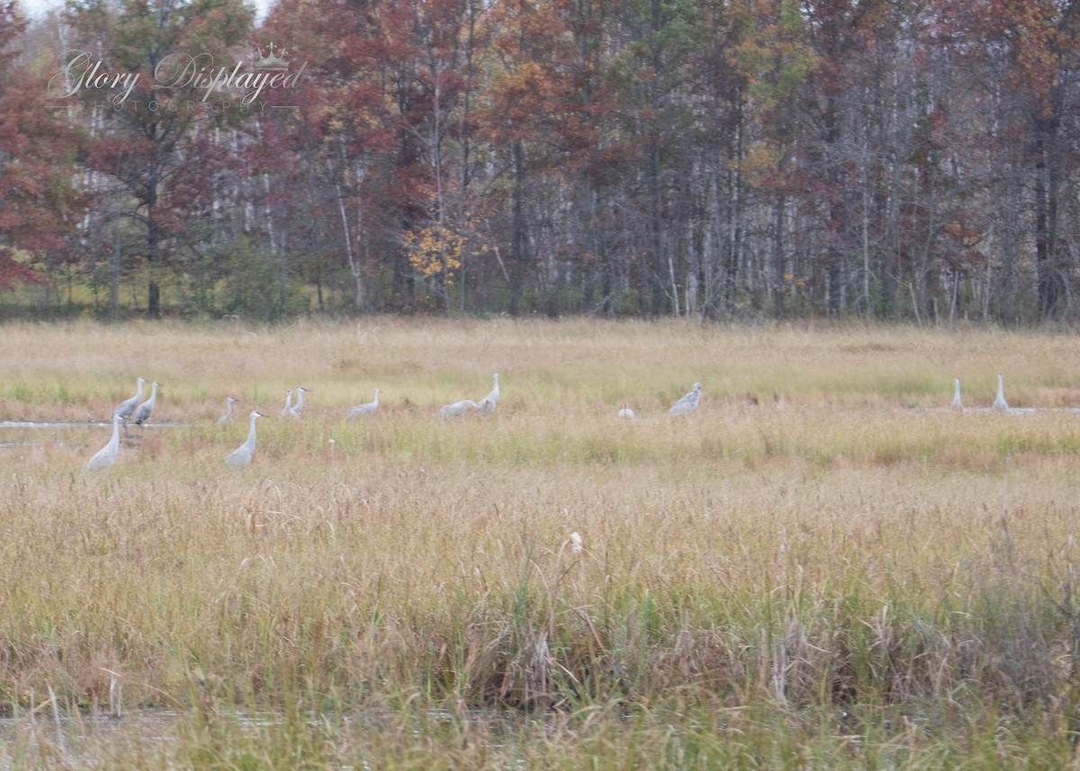 Sandhill Crane - ML378583881