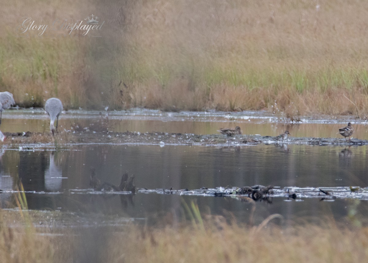 Sandhill Crane - ML378583901