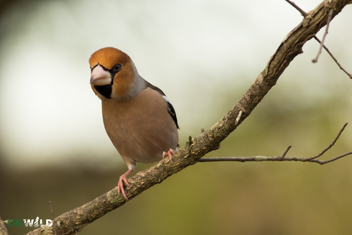 Hawfinch - ML378583941