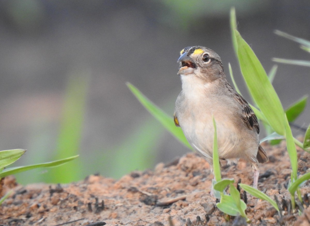 Grassland Sparrow - ML378584201