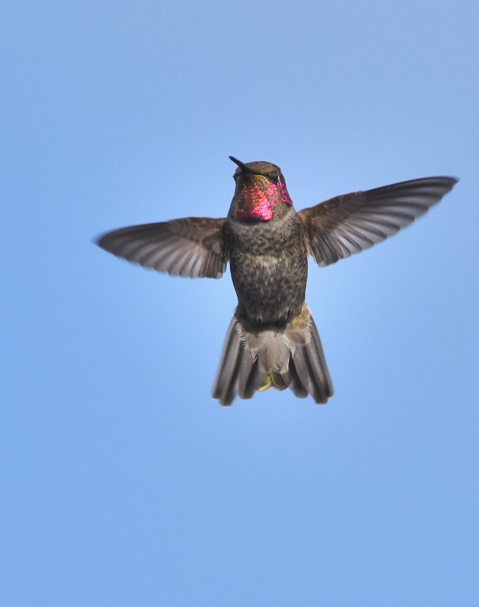 rødmaskekolibri - ML378584241