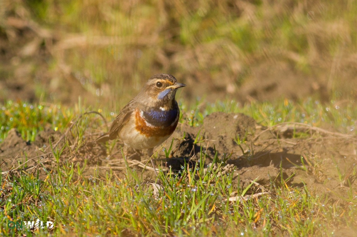 Bluethroat - ML378584501