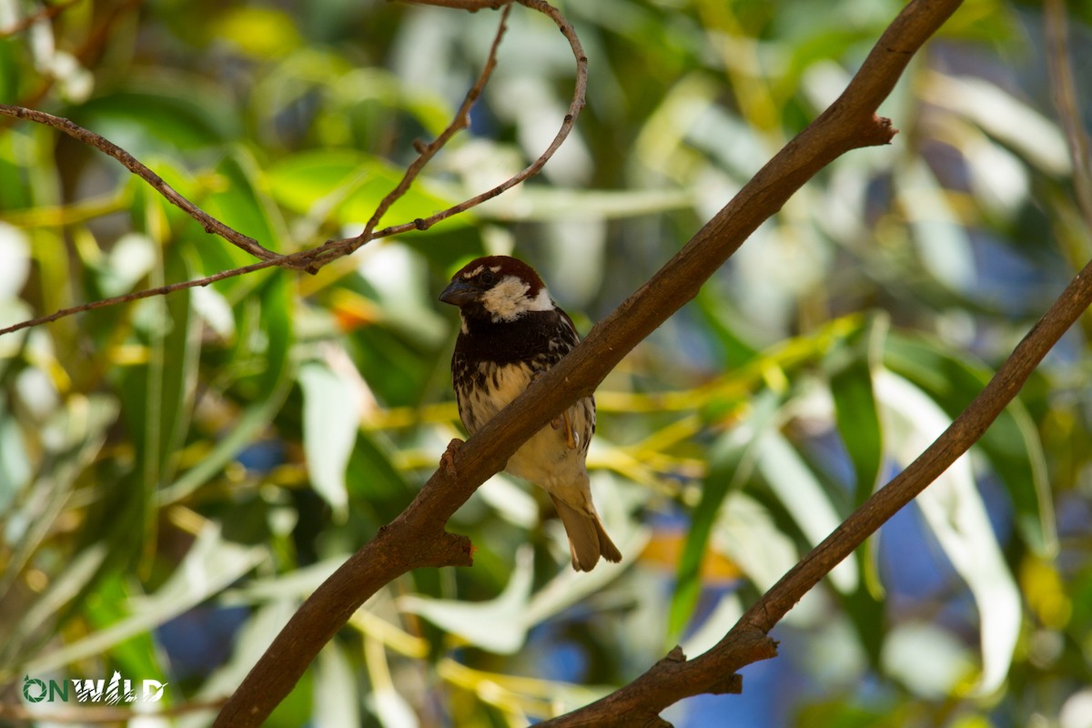 Spanish Sparrow - ML378585041