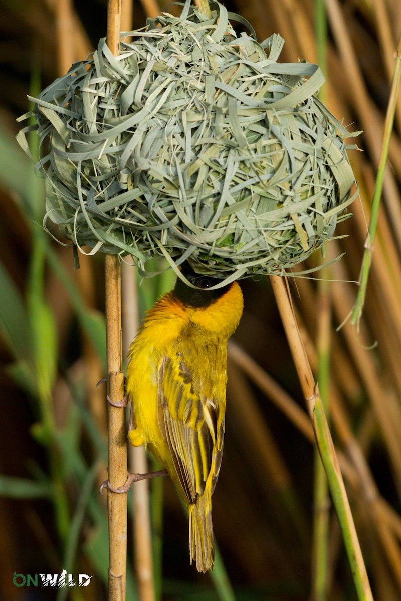 Black-headed Weaver - ML378585561
