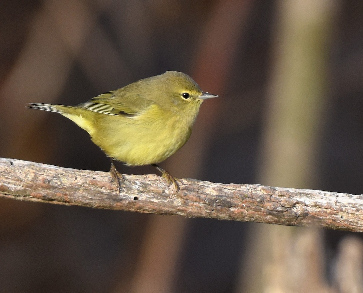 Orange-crowned Warbler (lutescens) - ML378585611