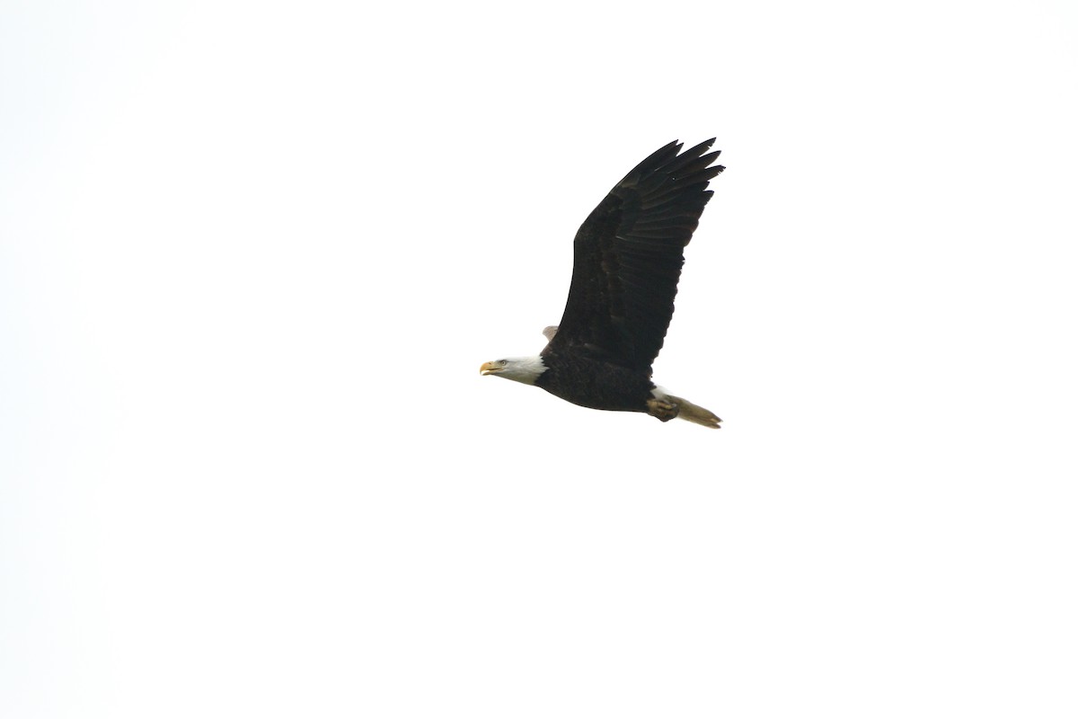 Белоголовый орлан - ML378585921