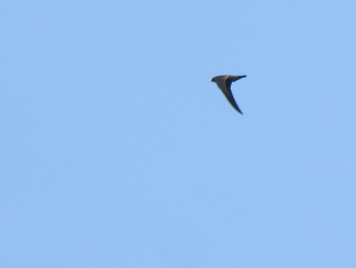 White-chested Swift - Daniel Lane