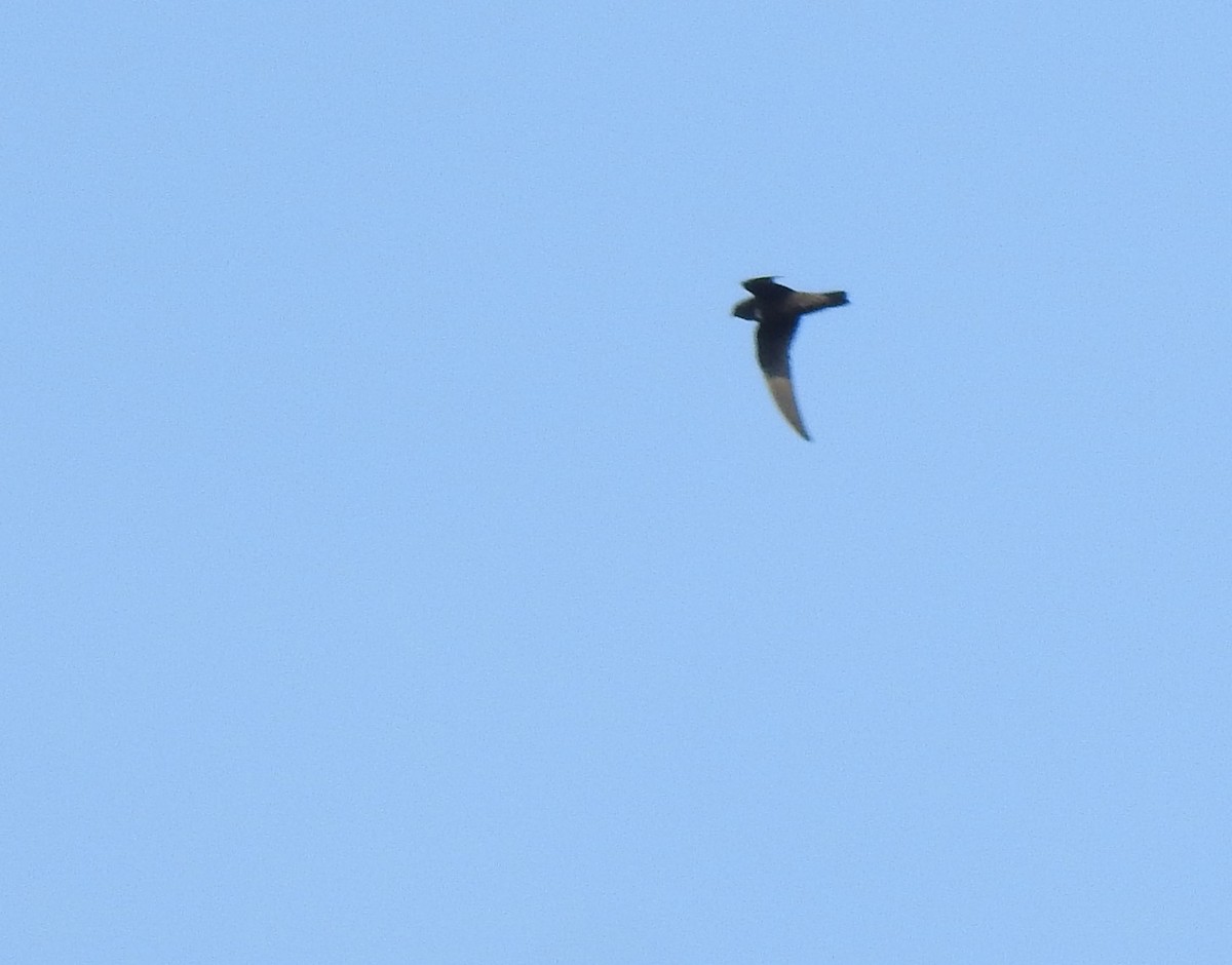 White-chested Swift - Daniel Lane