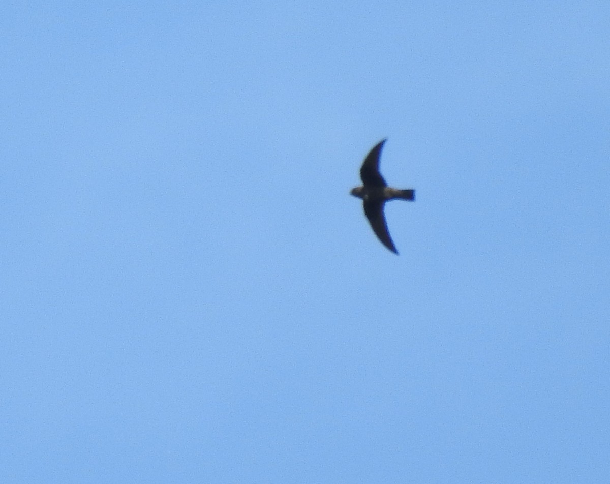 White-chested Swift - Daniel Lane