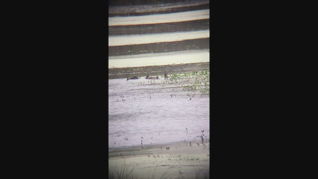 Black-bellied Whistling-Duck - ML378589011