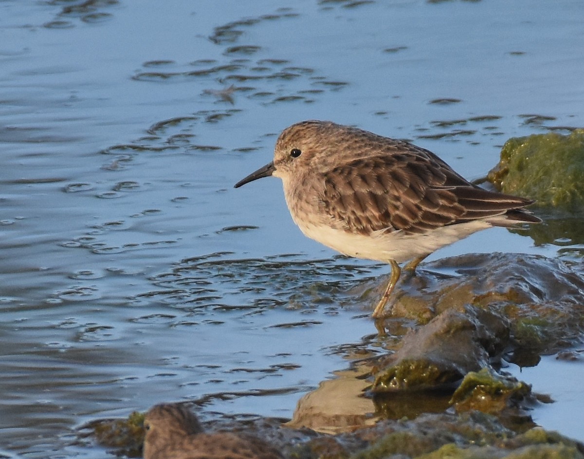 Least Sandpiper - Jason Vassallo