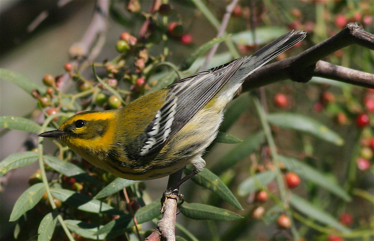 Townsend's Warbler - ML378590071