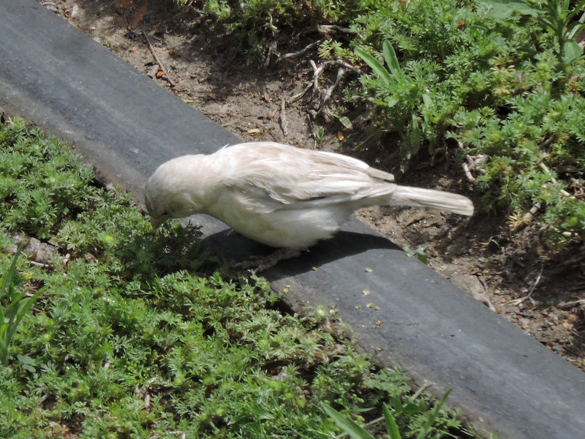 House Sparrow - Nelida Esther Ramirez