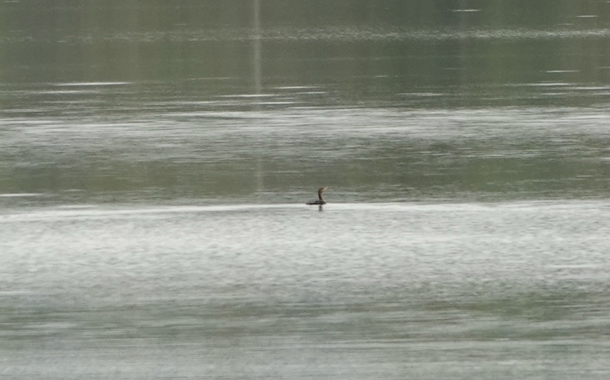 Double-crested Cormorant - ML378592711