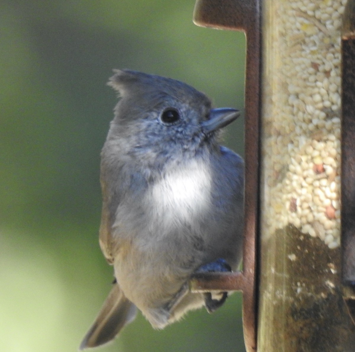 Oak Titmouse - ML378592811