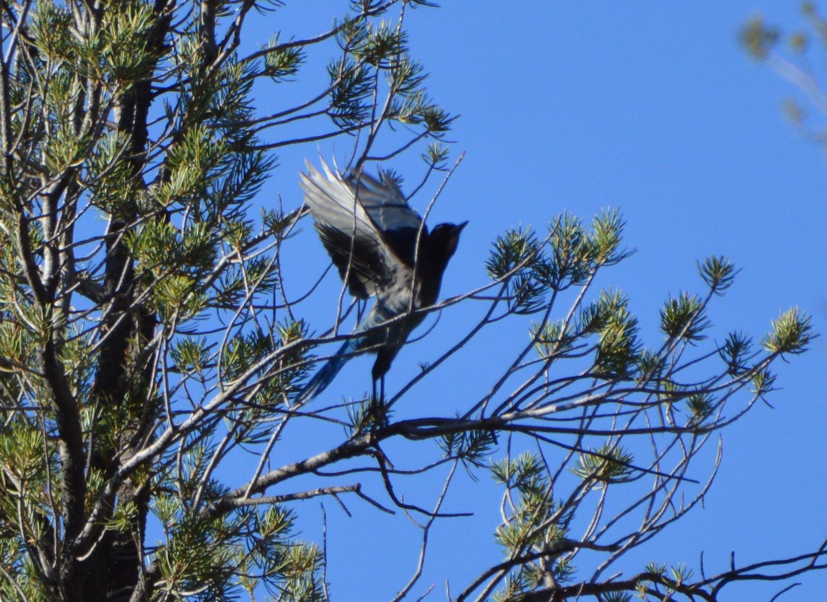 Steller's Jay - Tim D