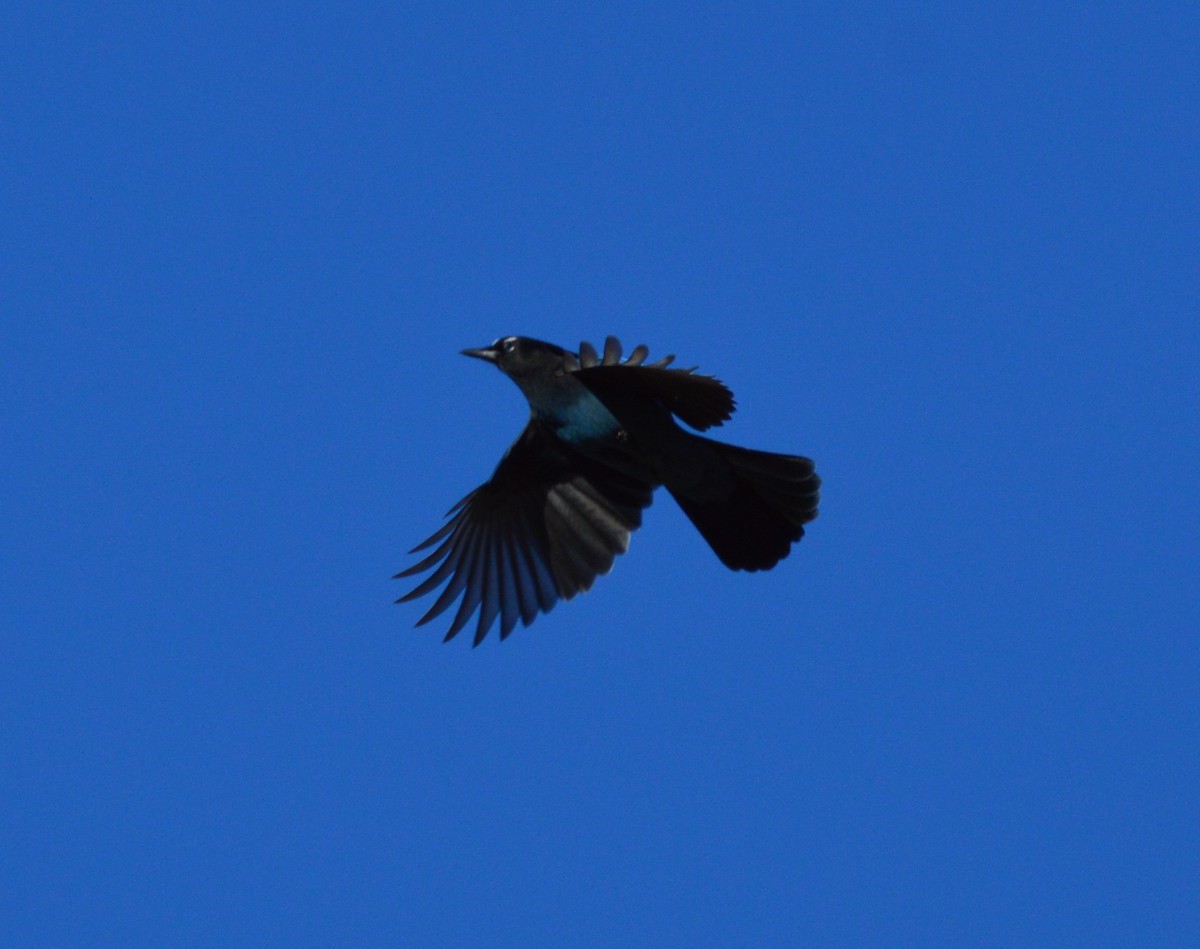 Steller's Jay - ML378593181