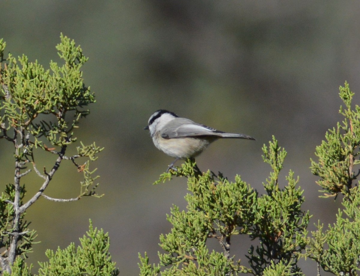 Mountain Chickadee - ML378593221