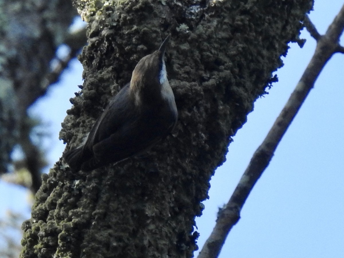 Brown-headed Nuthatch - ML378593241