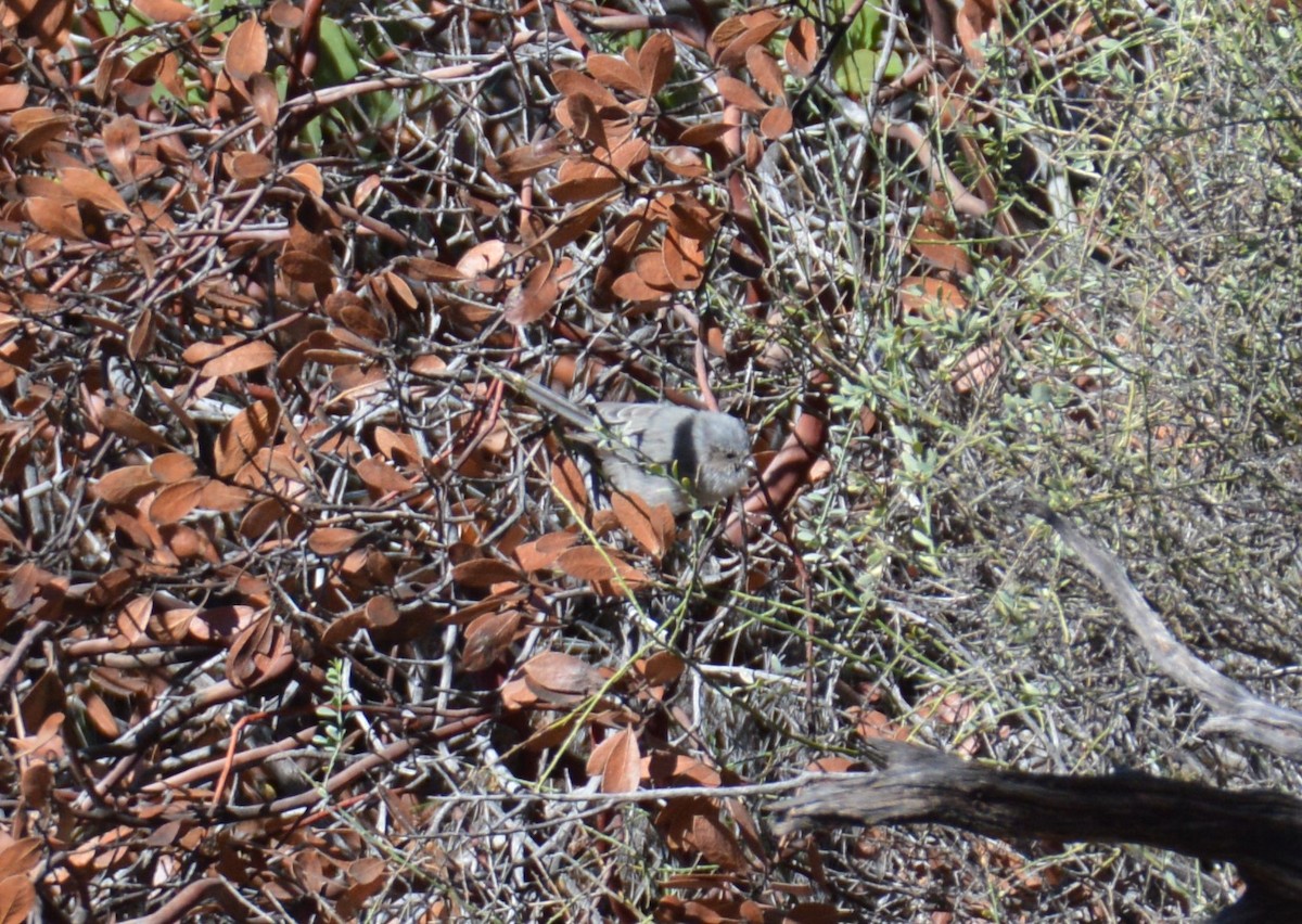 Bushtit - ML378593281