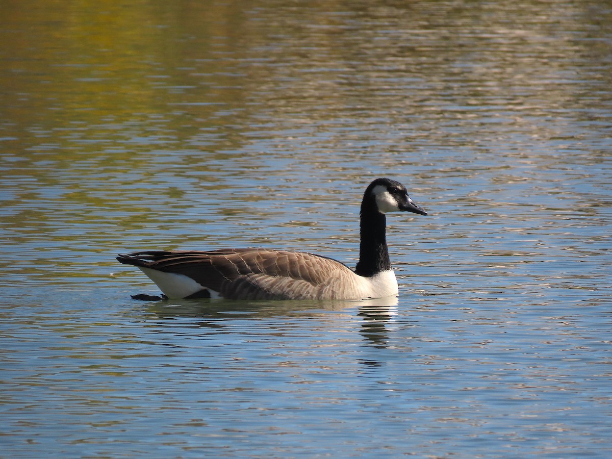 Canada Goose - ML378593361