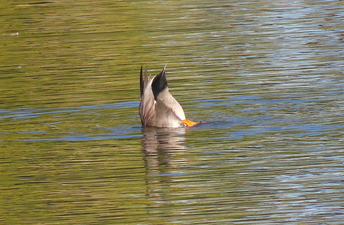 Gadwall - ML378593391