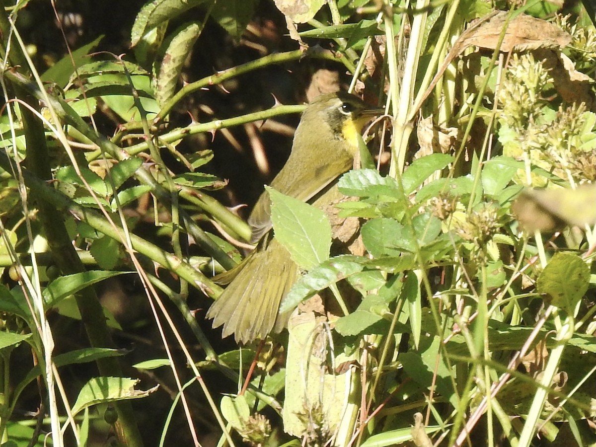 Common Yellowthroat - ML378593461