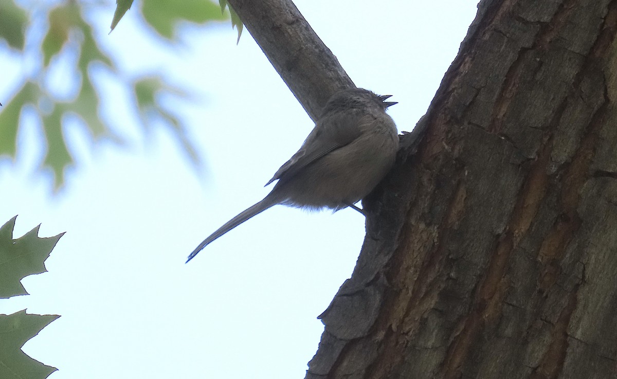 Bushtit - ML378593581