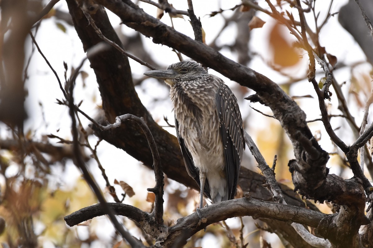 Yellow-crowned Night Heron - Justin Konoff