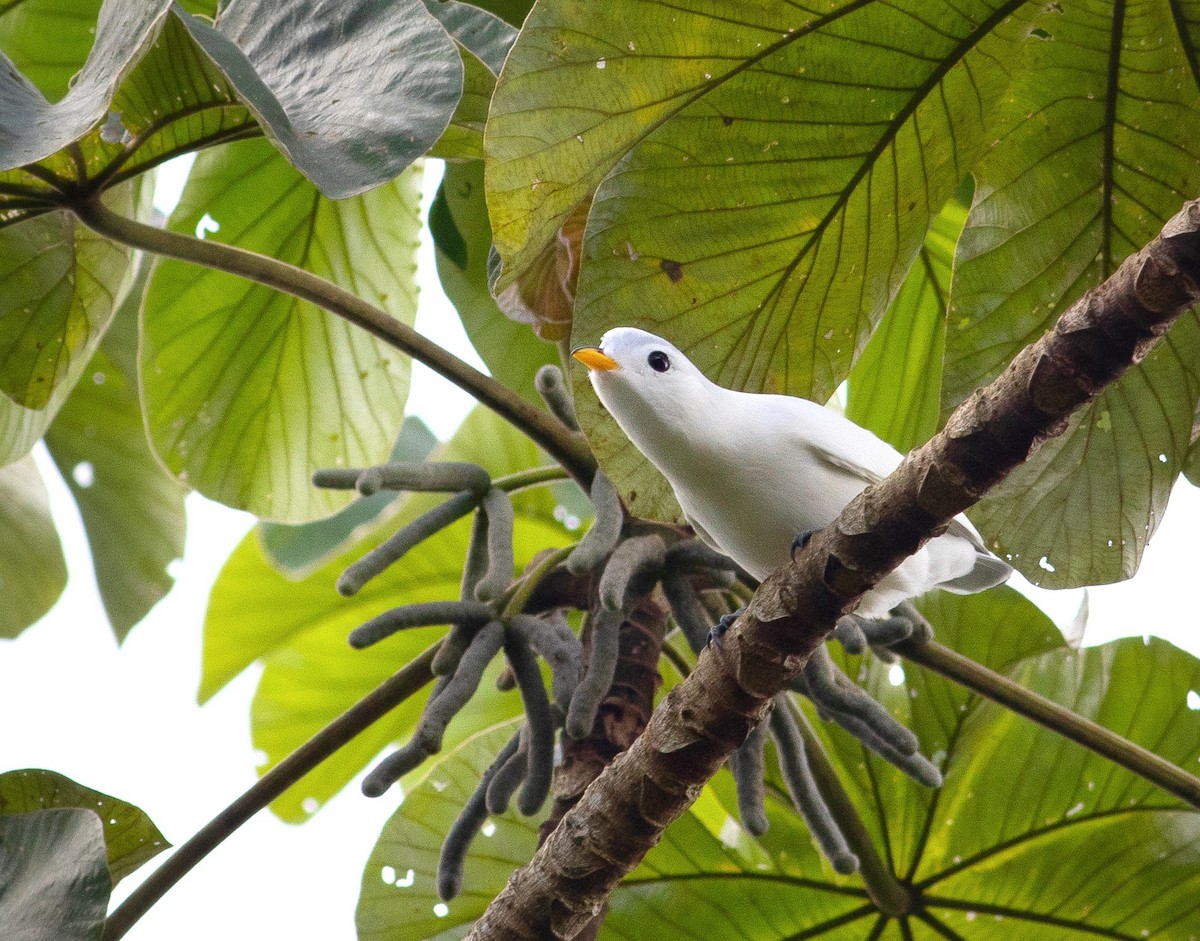 Yellow-billed Cotinga - ML378594001