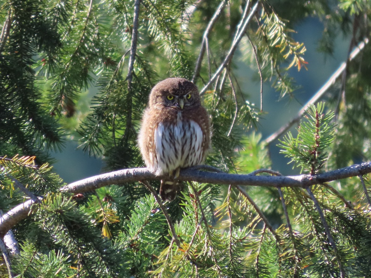 Northern Pygmy-Owl - ML378597201