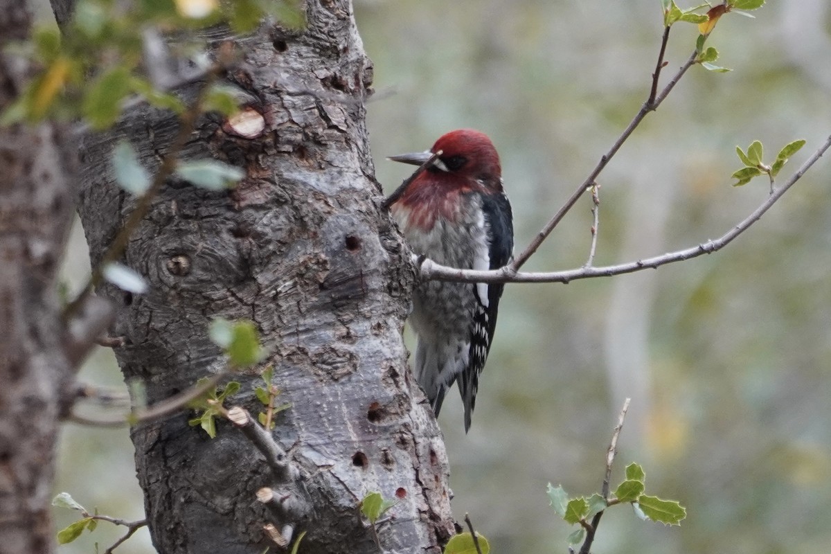 Red-breasted Sapsucker - ML378598641