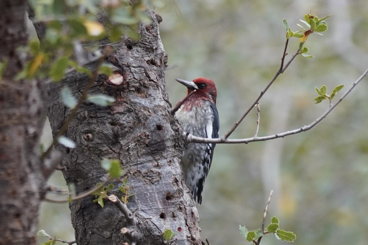 Red-breasted Sapsucker - ML378598651