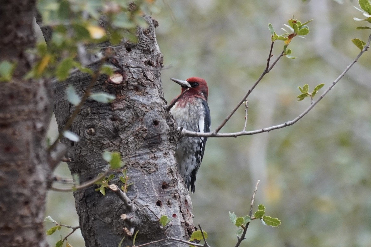 Red-breasted Sapsucker - ML378598661