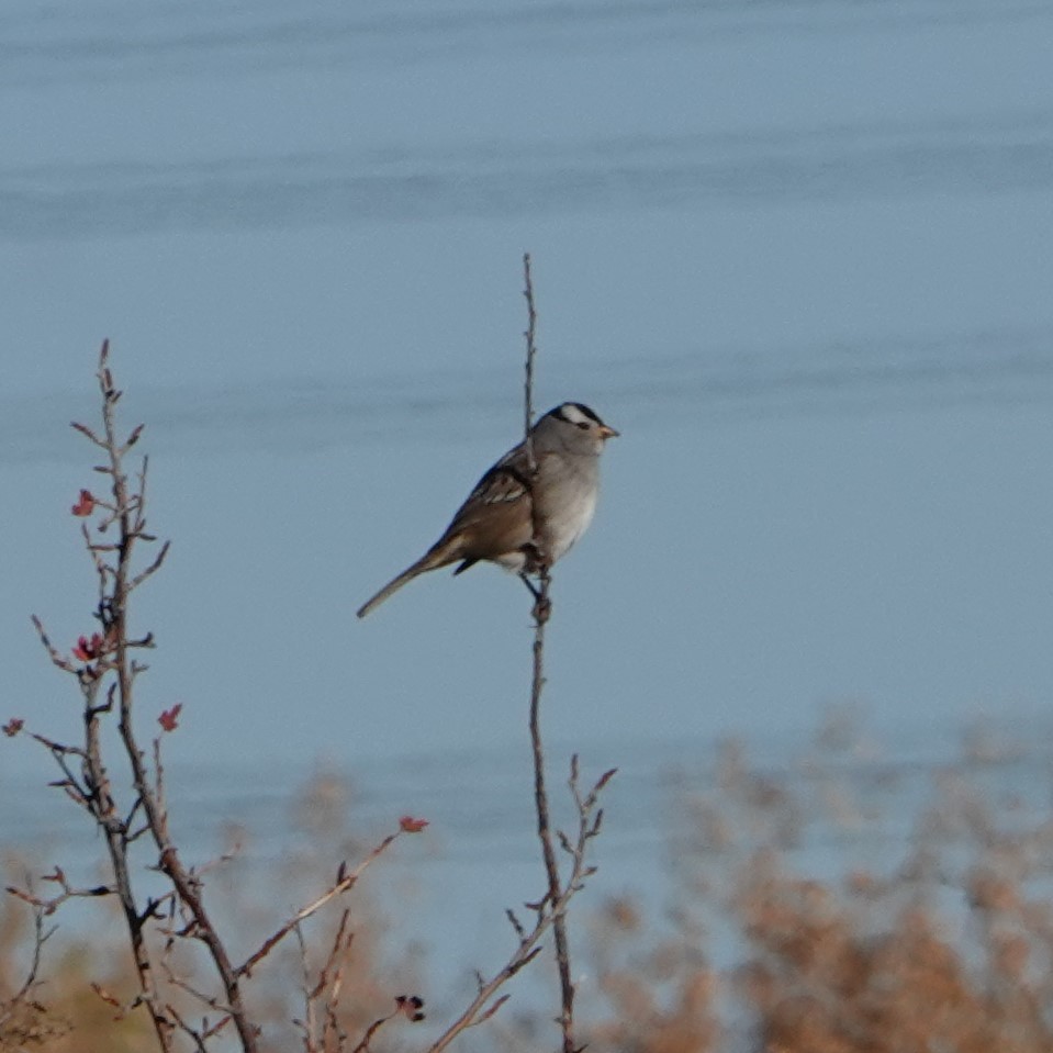 White-crowned Sparrow - ML378598981