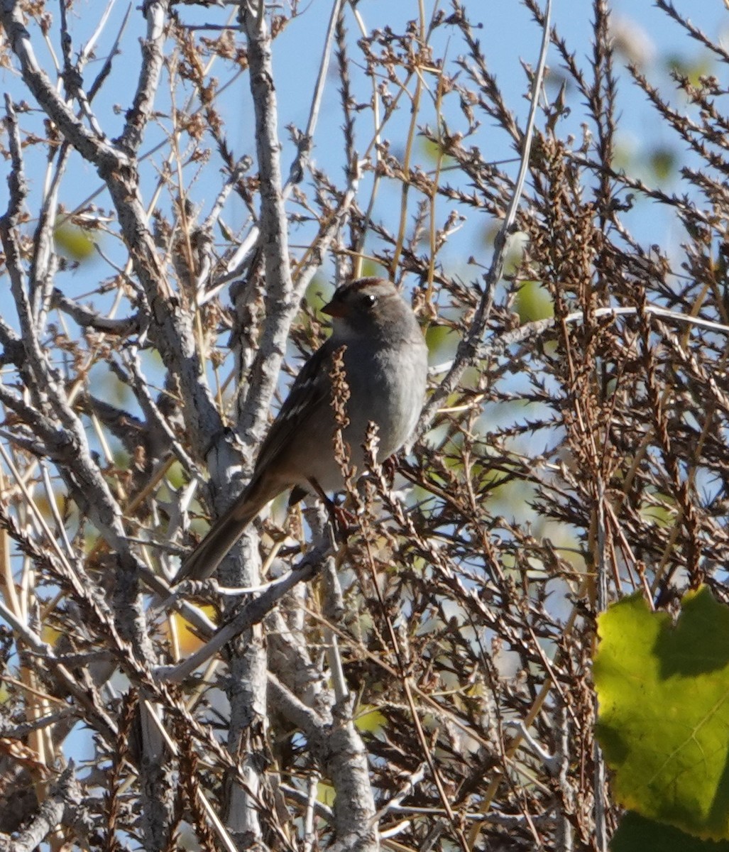 White-crowned Sparrow - ML378598991