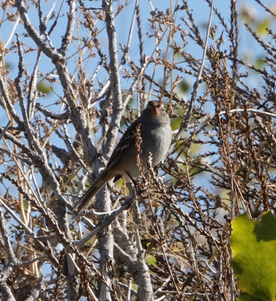 White-crowned Sparrow - ML378599001