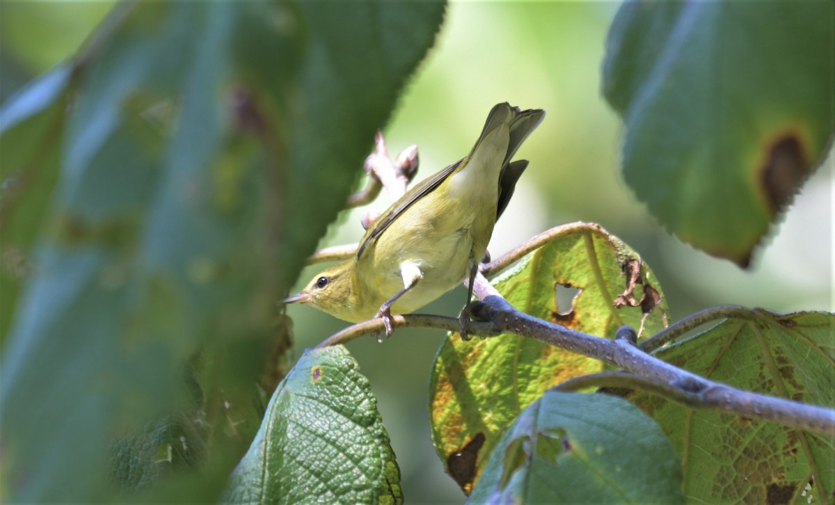 Tennessee Warbler - ML378600231