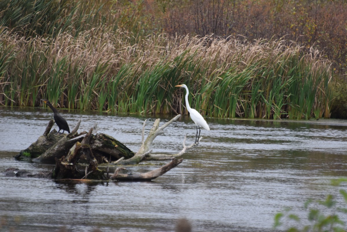 Great Egret - ML378600841