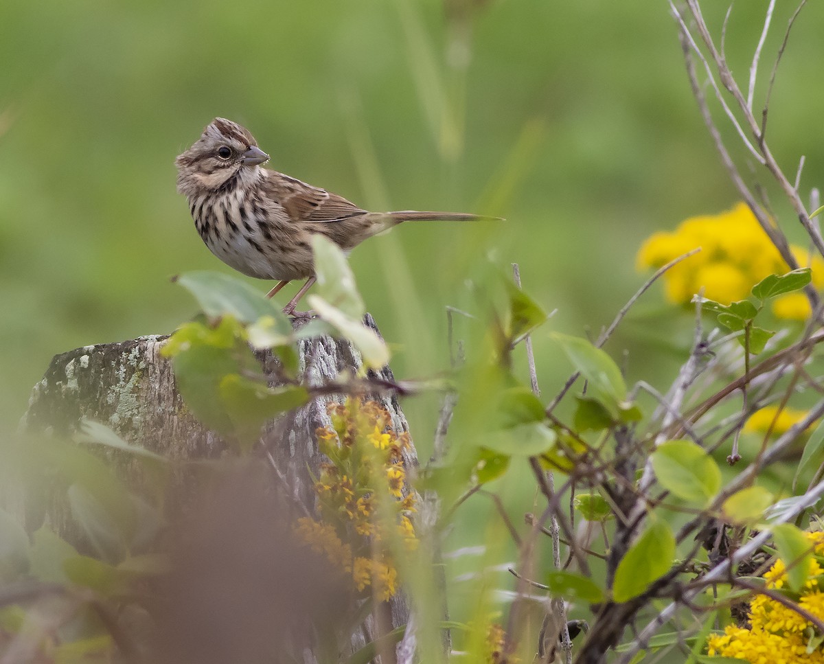 Song Sparrow - ML378602161