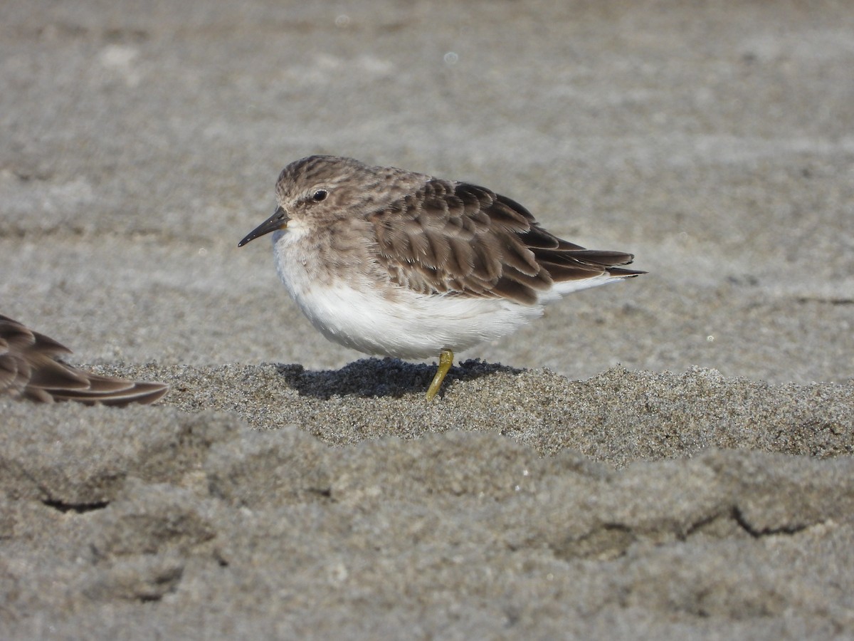 Least Sandpiper - ML378603741