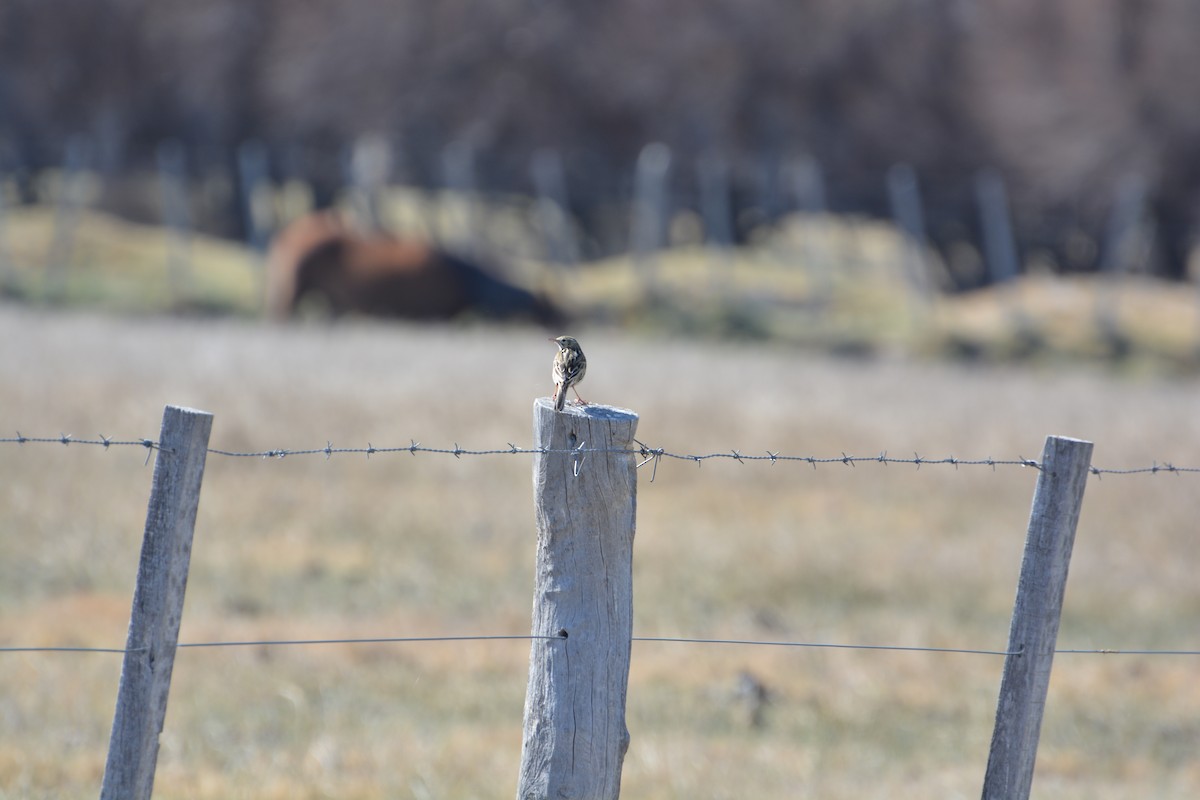 Correndera Pipit - ML378604131