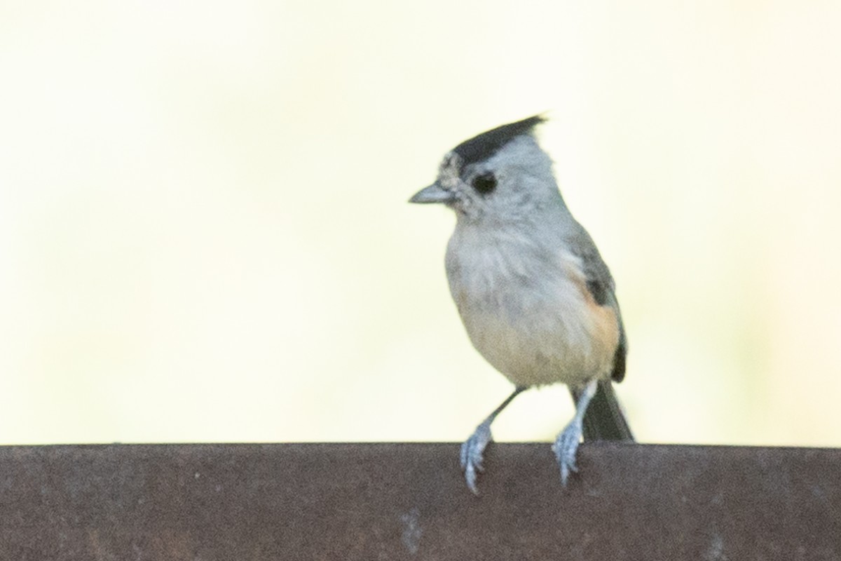 Black-crested Titmouse - ML378604191