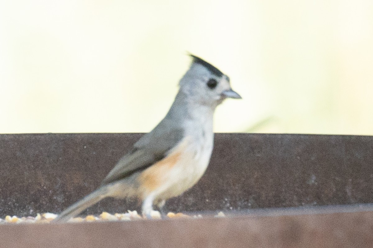 Black-crested Titmouse - ML378604201